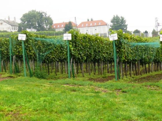 Borászat, Badacsony