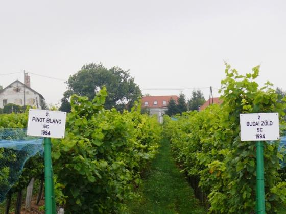 Borászat, Badacsony