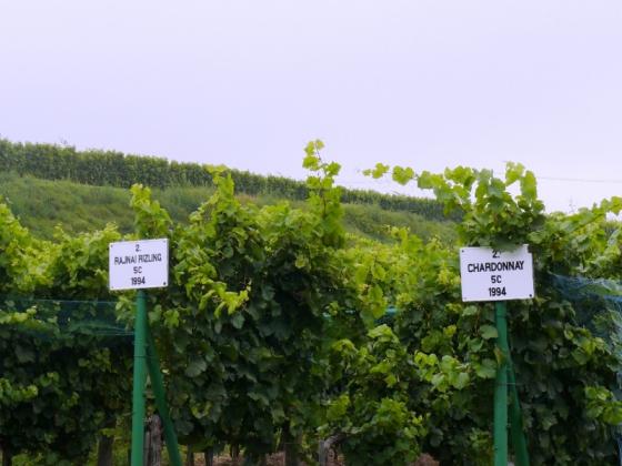 Borászat, Badacsony