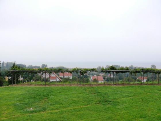 Borászat, Badacsony